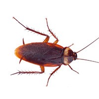 Cockroach Problem