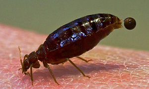 Bed Bug Signs