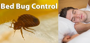 Bed Bugs Control