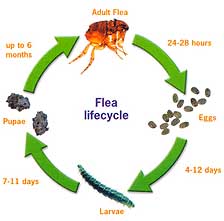 Biology and Habits of Fleas