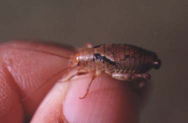 Camel Cricket Control