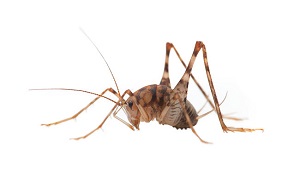 How to Kill and Prevent Crickets