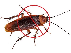 Controlling Cockroaches