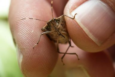 Controlling Stink Bugs