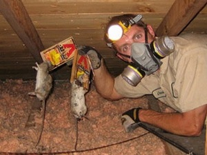 Getting Rid of Rats