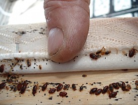 Getting rid of bed bugs