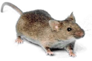 Mice Infestation