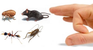 Pest Control Methods Available