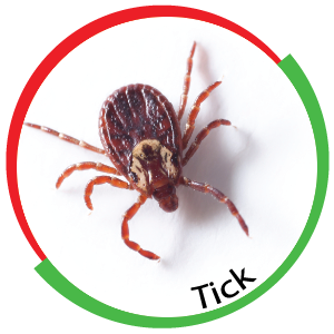 Ticks