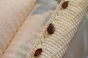 Controlling Pests in home