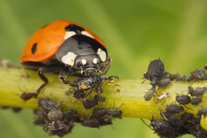 Controlling Pests in the Garden