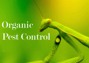 Green Pest Control