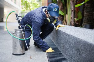 hiring a pest control professional