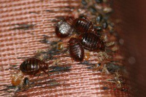 house bed bug infestation