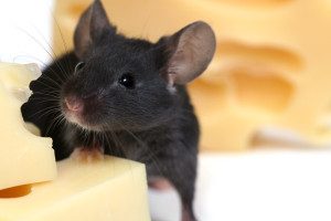 reliable mice exterminator