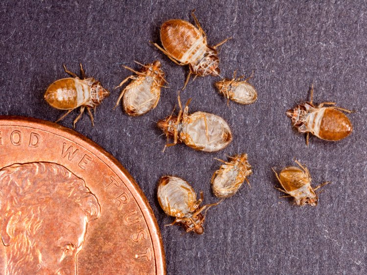 Brought Bed Bugs into your Home Beyond Pest Control Inc