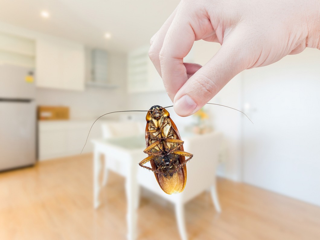Eliminate Roaches from your Home0 Beyond Pest Control Inc