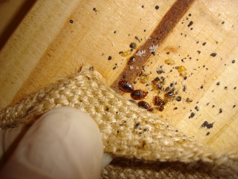 Bed bugs in apartment california Idea