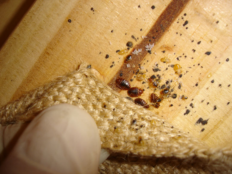 Precautions To Safeguard Your Nyc Apartment From Bed Bug Infestations Precautions To Safeguard Your Nyc Apartment From Bed Bug Infestations